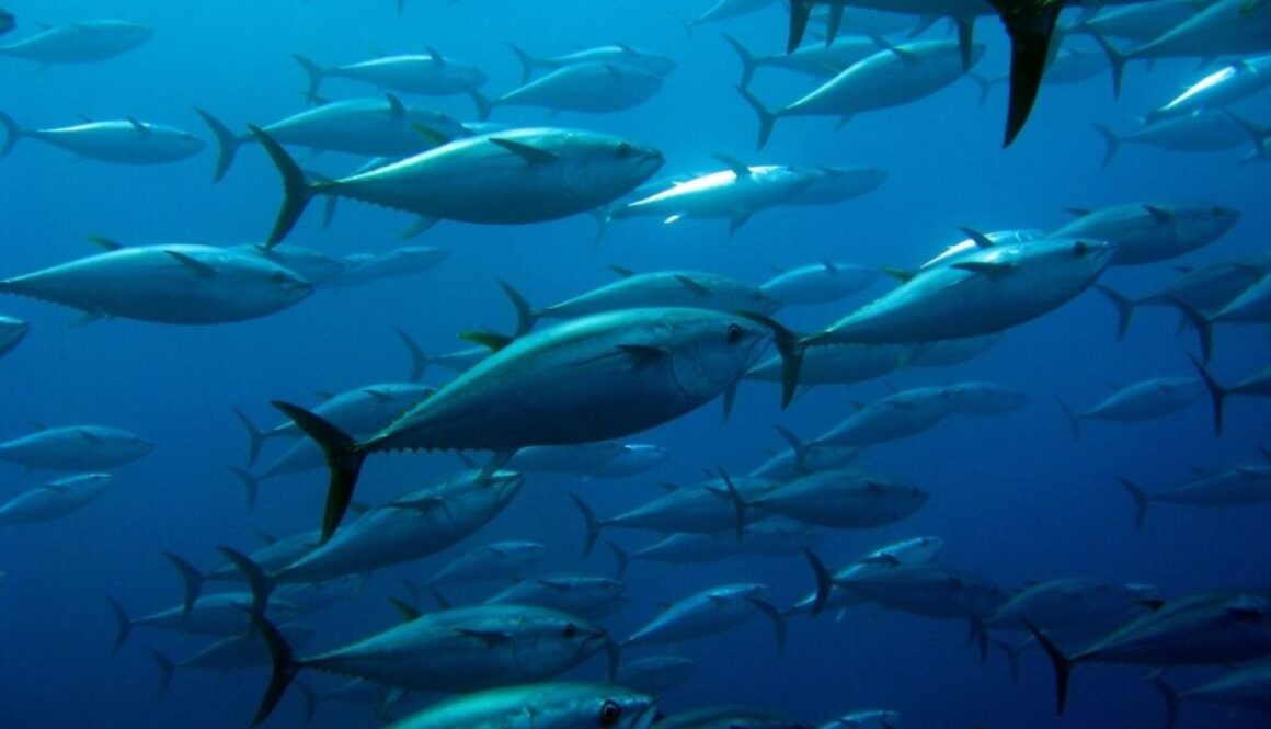 Long and big tuna swimming around the USA ocean
