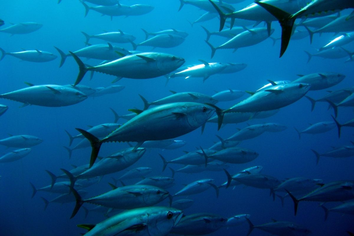 Long and big tuna swimming around the USA ocean