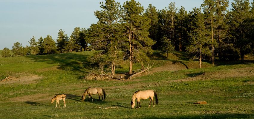 The Black Hills Wild Horse Sanctuary stands out as a picture-perfect representation of Americana at its finest. It has grassy plains, rocky canyons, and hundreds of wild mustangs charging through.