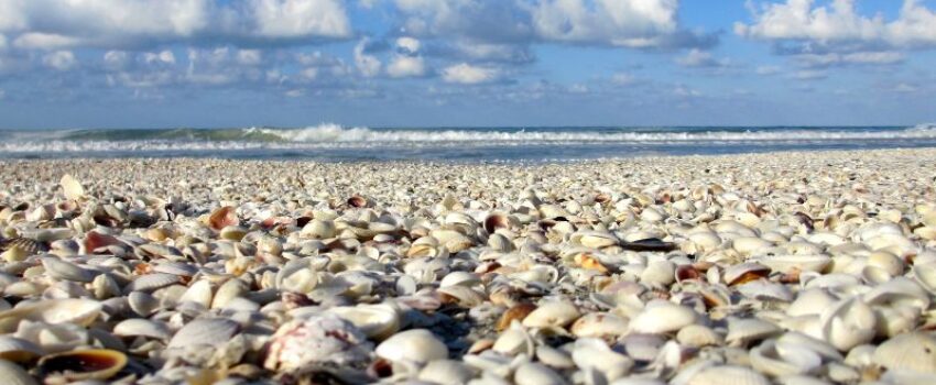 A different kind of shell on a beach.