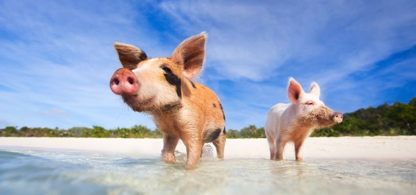 Visiting the famous Pig Beach, Pink Sands Beach, Atlantis on Paradise Island, Versailles Gardens, and Pirates of Nassau is highly recommended.