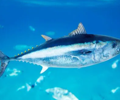 The image of tuna season in the U.S.