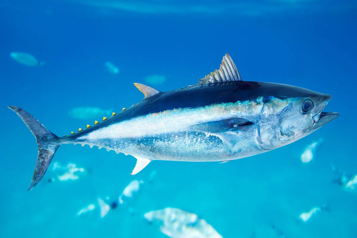 The image of tuna season in the U.S.
