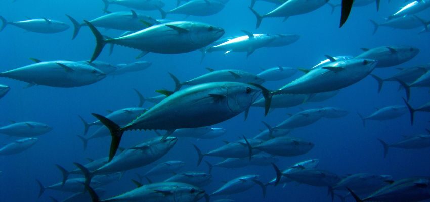 how long is tuna season (2) A picture of tunas swimming in U.S. waters.