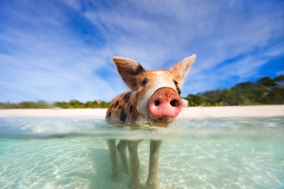 A pig swimming in the ocean.