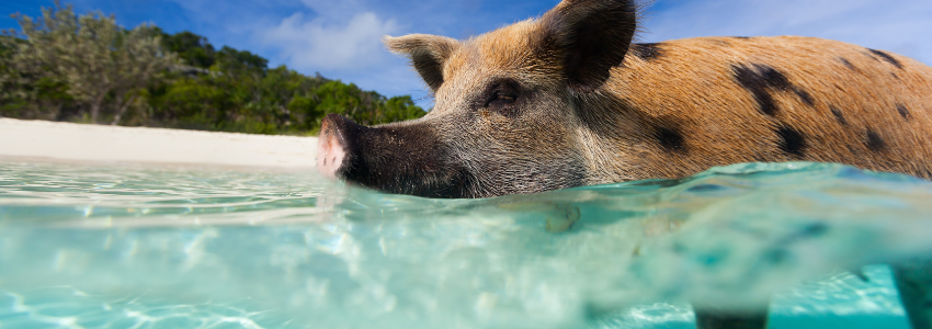 A pig swimming in the Bahamas.