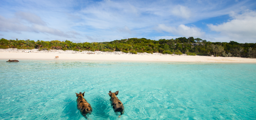 Two pigs swimming toward the Bahamas Pig Island.