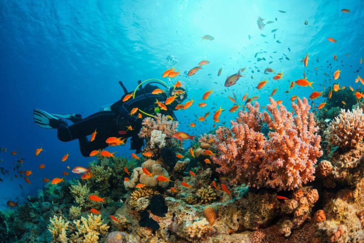 A man scuba diving in a Florida reef.