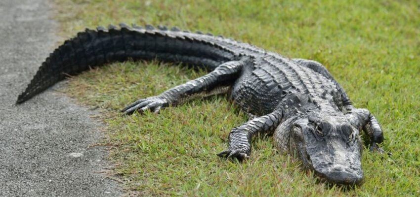 A saltwater crocodile in Everglades National Park in South Florida.