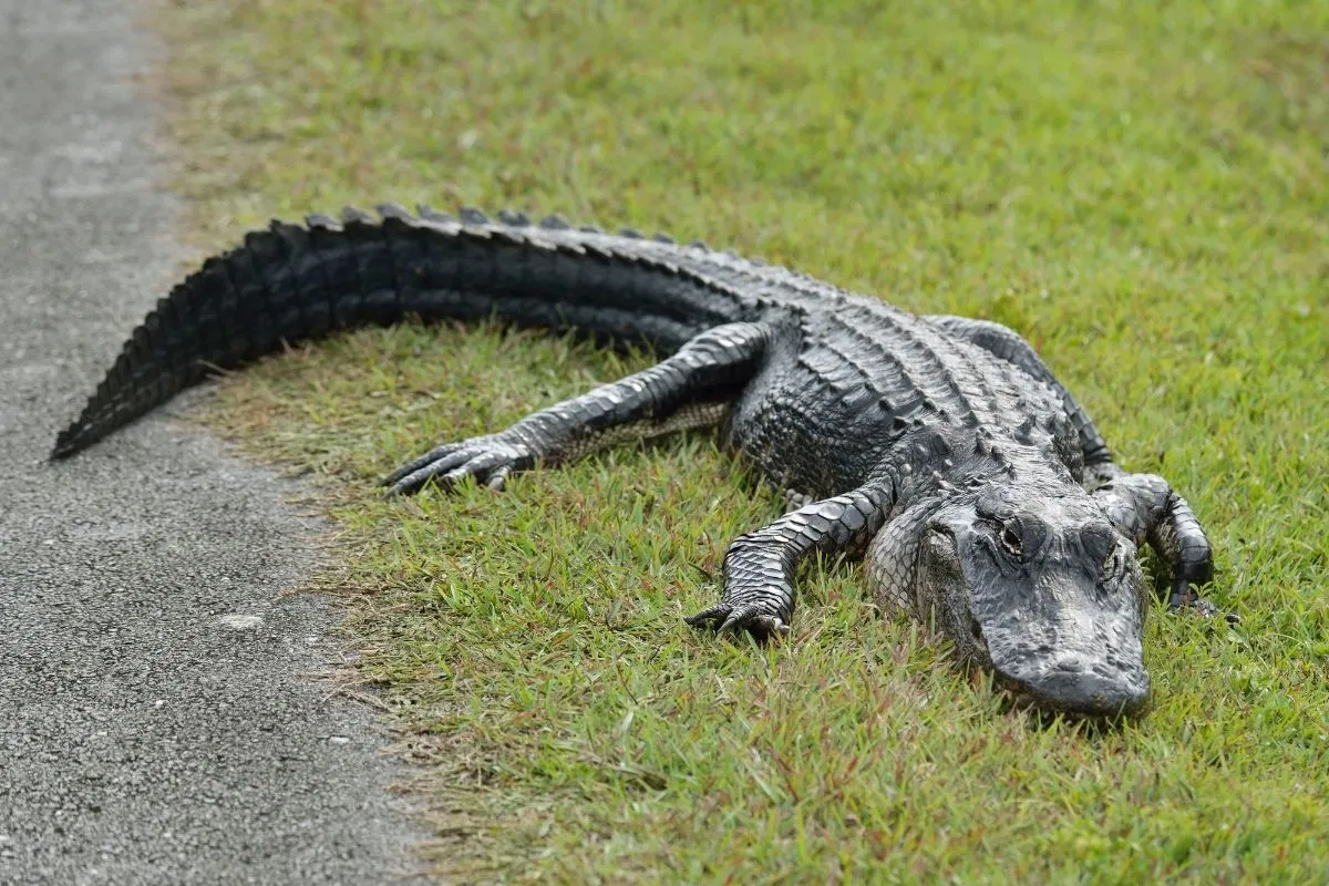 A saltwater crocodile in Everglades National Park in South Florida.