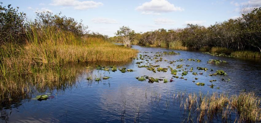Everglades National Park in South Florida, where you can find some saltwater crocodiles in Florida.