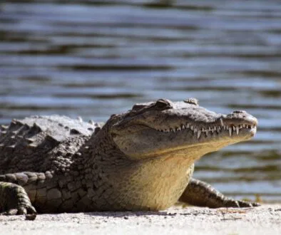 A saltwater crocodile.