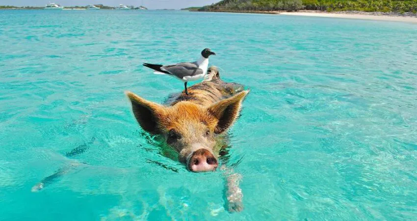 A pig swims on the beach of the Bahamas.