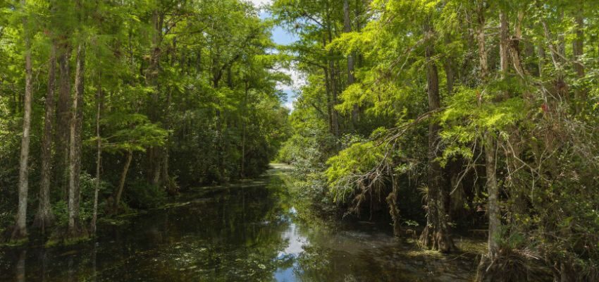 Go on a mesmerizing journey along Alligator Alley, where a panoramic view of natural wonders unfolds.