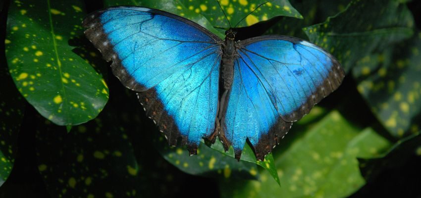 For a family-friendly destination, head to Key West Butterfly and Nature Conservatory. The carefully controlled environment of this haven houses a wide array of butterflies and exotic birds.