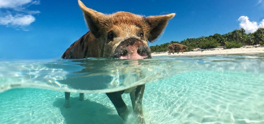 A pig that swims in the Bahamas.