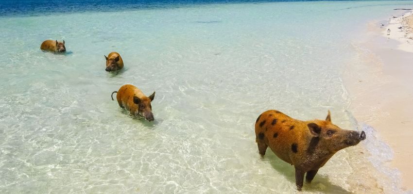 The pigs that swim in the Bahamas. Some are piglets, while others are adults.