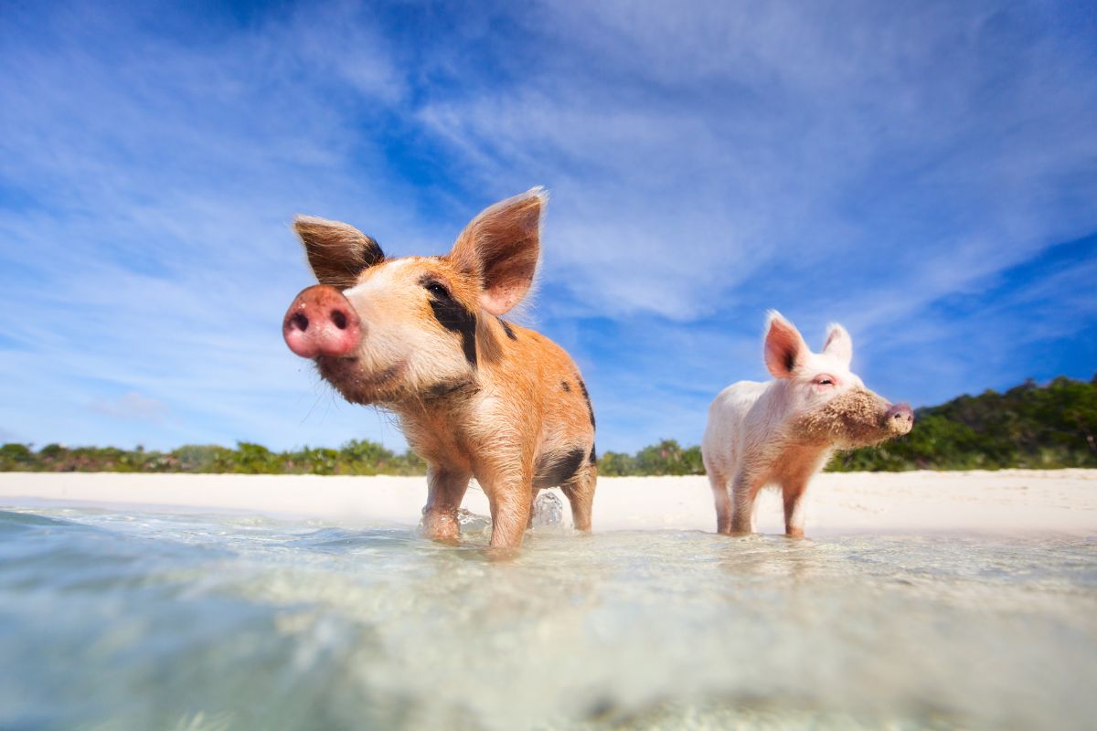 The two pigs are walking on the seashore of the Pig Island.