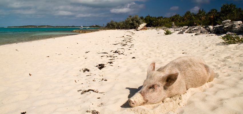 A piglet is sleeping on the beach sand.